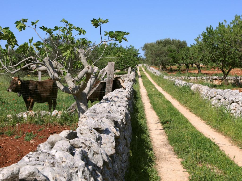 Pensjonat Pietraluce Alberobello Zewnętrze zdjęcie